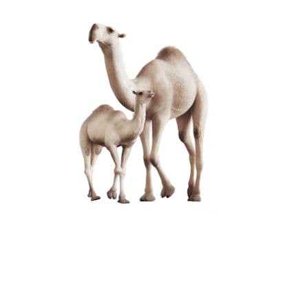 camel logo in